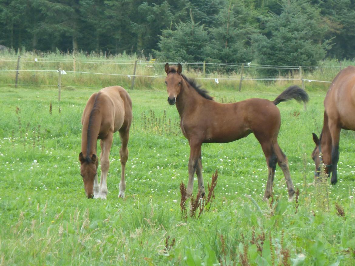 Dansk Varmblod LANGAGERS JOHSEFINE billede 7