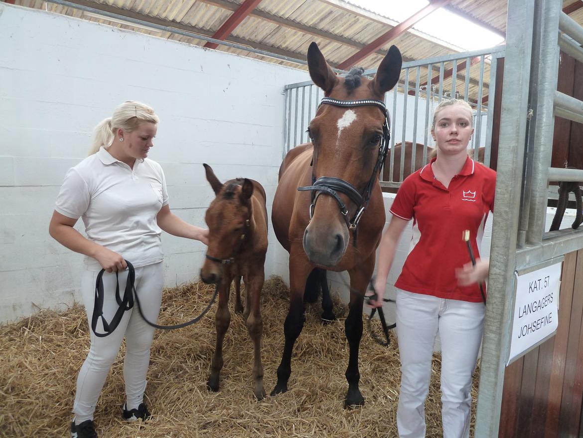 Dansk Varmblod LANGAGERS JOHSEFINE billede 8