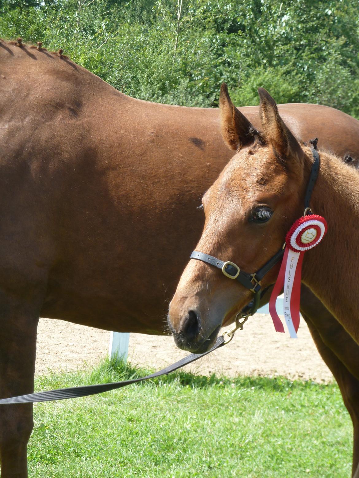 Dansk Varmblod LANGAGERS JOHSEFINE billede 9