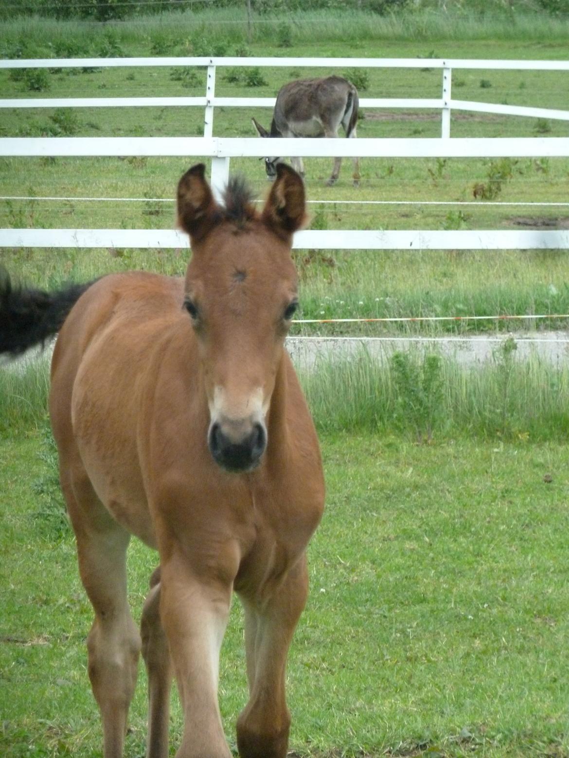 Dansk Varmblod LANGAGERS JOHSEFINE billede 10
