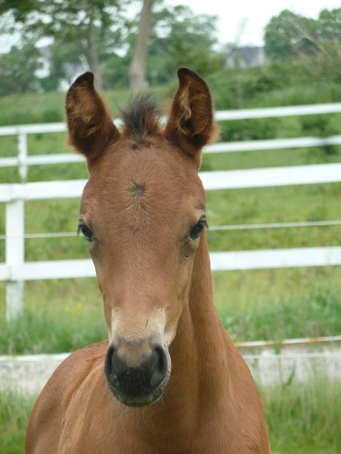 Dansk Varmblod LANGAGERS JOHSEFINE billede 11