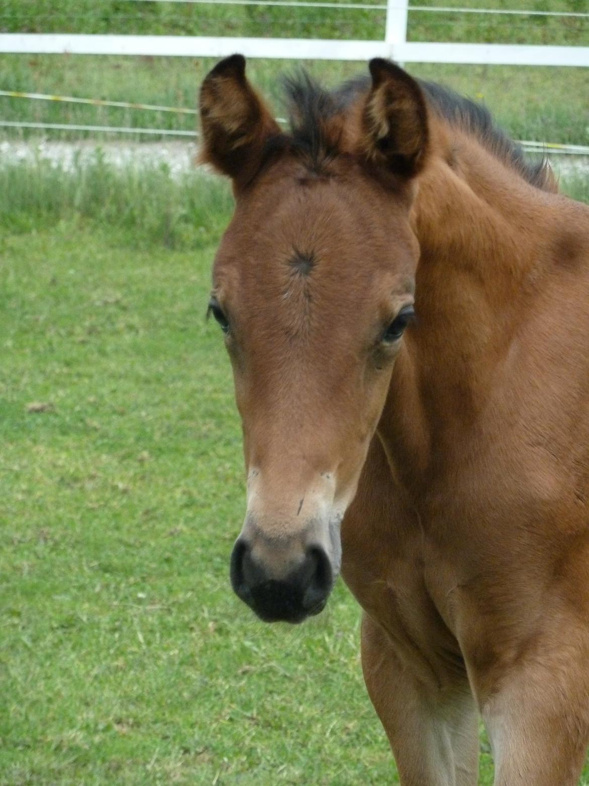 Dansk Varmblod LANGAGERS JOHSEFINE billede 12