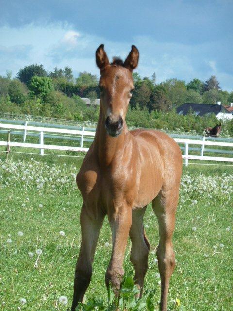 Dansk Varmblod LANGAGERS JOHSEFINE billede 13