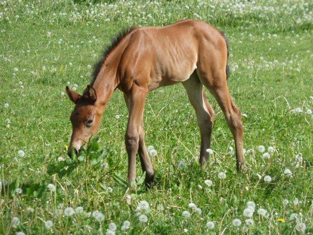 Dansk Varmblod LANGAGERS JOHSEFINE billede 14