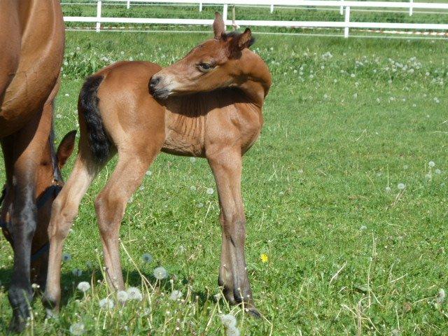 Dansk Varmblod LANGAGERS JOHSEFINE billede 15
