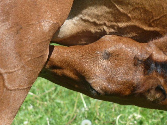 Dansk Varmblod LANGAGERS JOHSEFINE billede 16