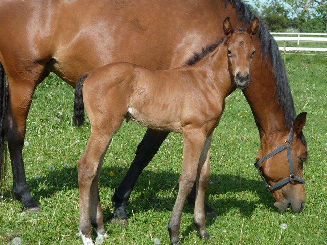 Dansk Varmblod LANGAGERS JOHSEFINE billede 17