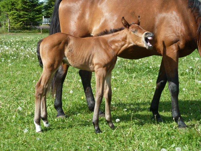Dansk Varmblod LANGAGERS JOHSEFINE billede 18