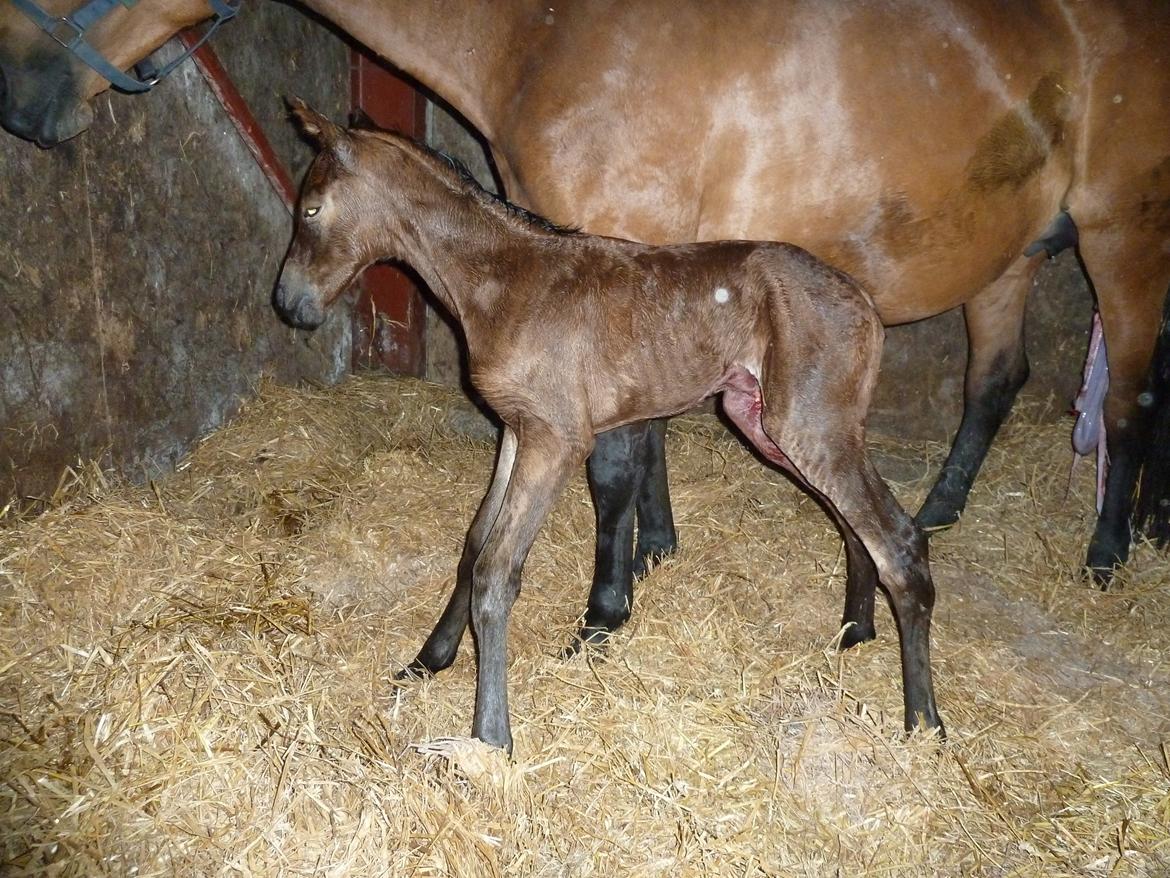 Dansk Varmblod LANGAGERS JOHSEFINE billede 19