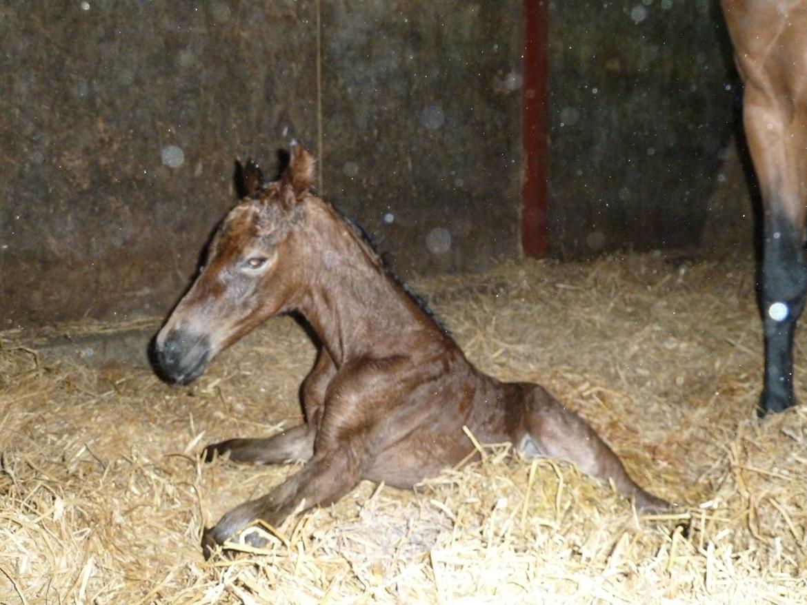 Dansk Varmblod LANGAGERS JOHSEFINE billede 20