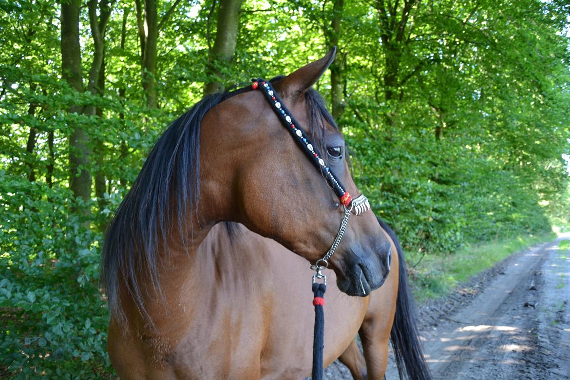 Arabisk fuldblod (OX) Copacabana billede 17