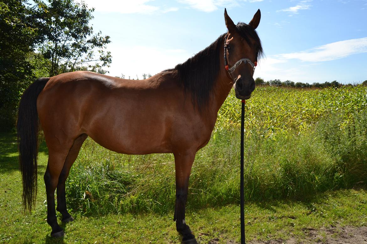 Arabisk fuldblod (OX) Copacabana billede 18