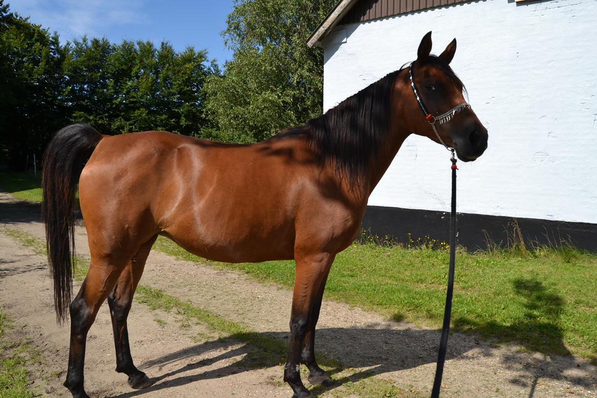 Arabisk fuldblod (OX) Copacabana billede 19