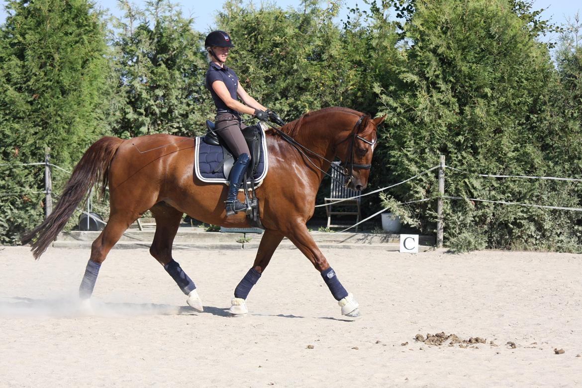 Dansk Varmblod Chameur - Chameur og jeg august  billede 19