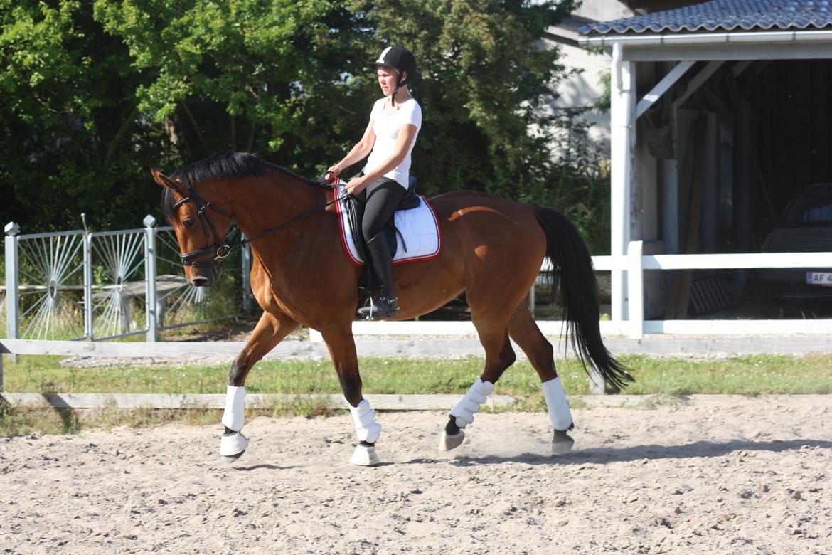 Holstener Life Star billede 19