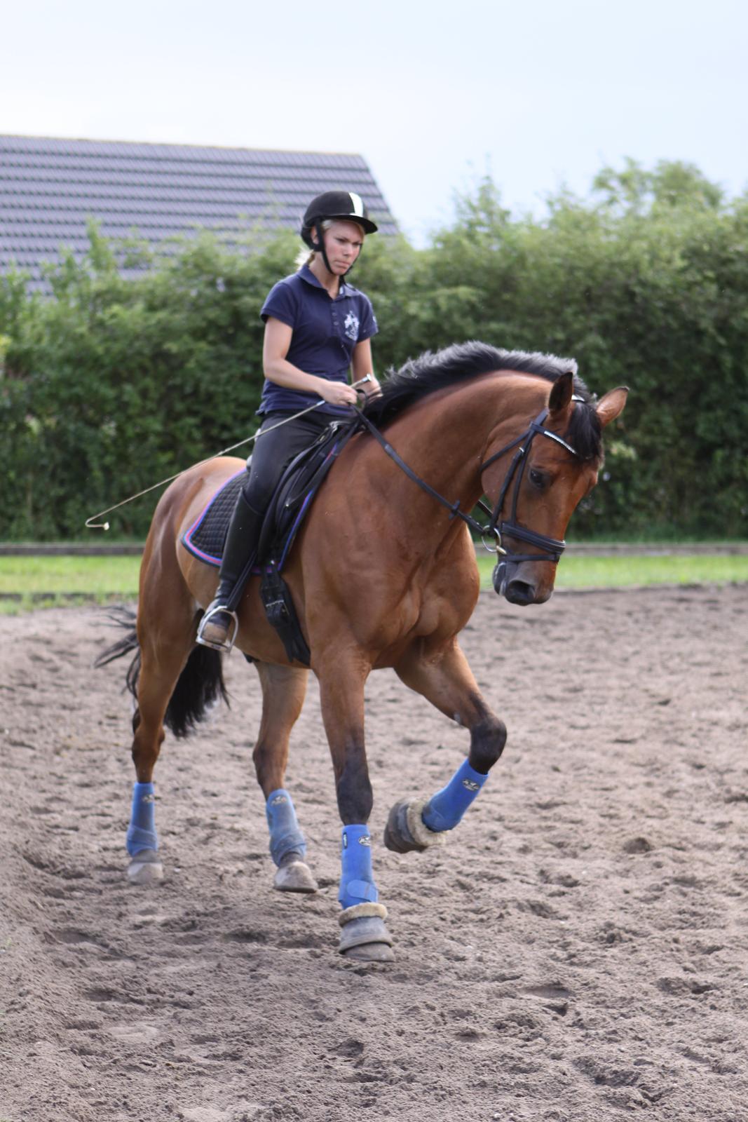 Holstener Life Star billede 20