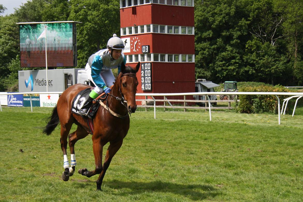 Fuldblod (XX) Kandis<3 (DEN) - På vej til start <3 billede 11