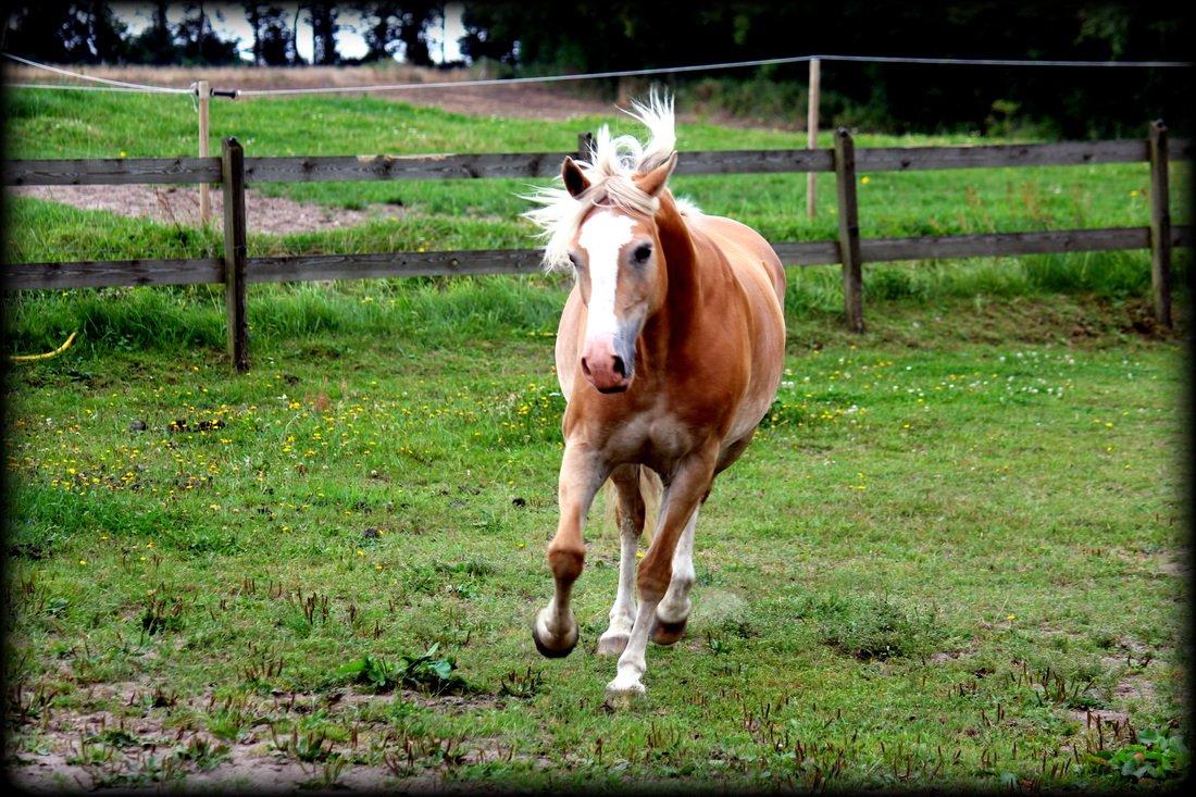 Palomino Tara - My Soulmate - Fotogene pony <3 billede 10