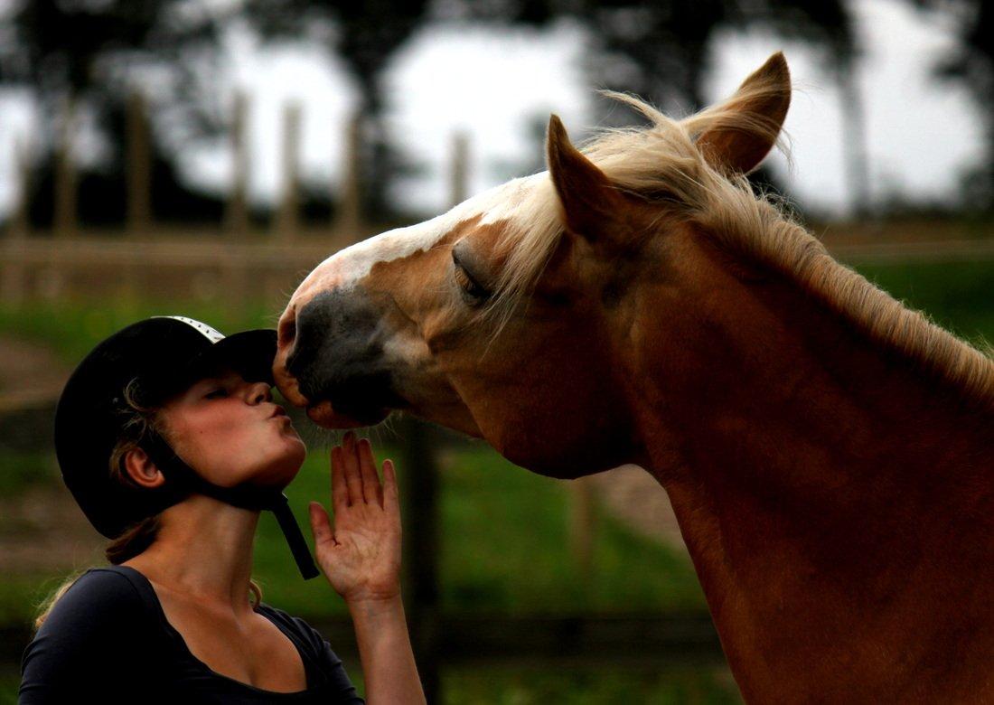 Palomino Tara - My Soulmate - Mys <3 billede 4