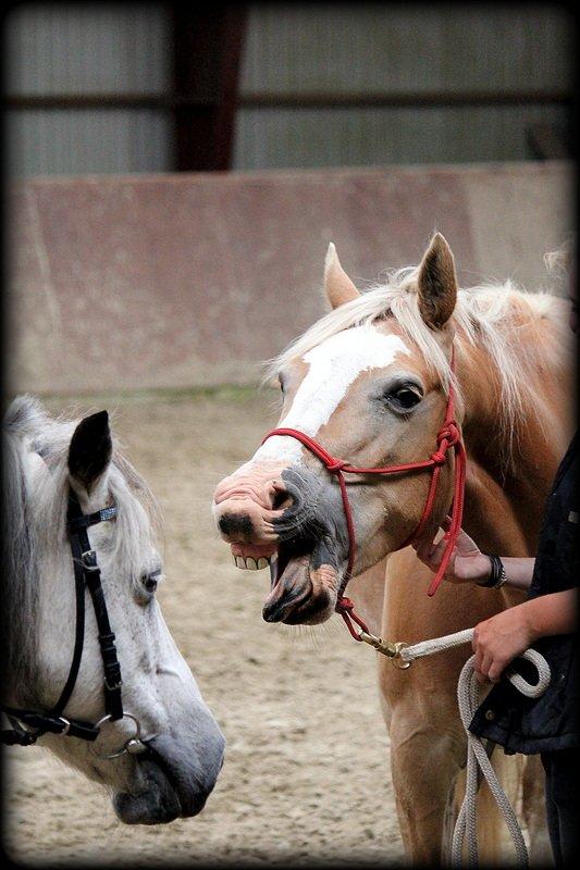 Palomino Tara - My Soulmate - Træt? :i billede 16