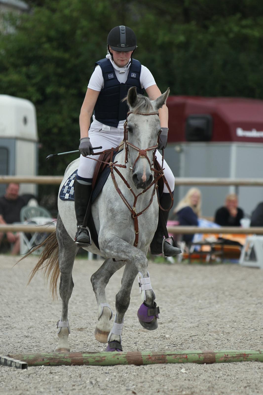 Hollandsk Varmblod Deline - "Vi To Foto"
 billede 12