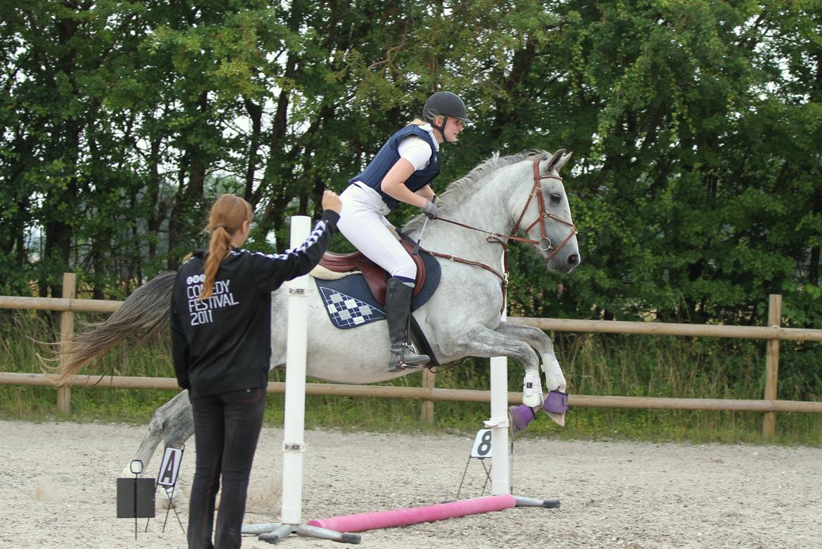 Hollandsk Varmblod Deline - "Vi To Foto" billede 3