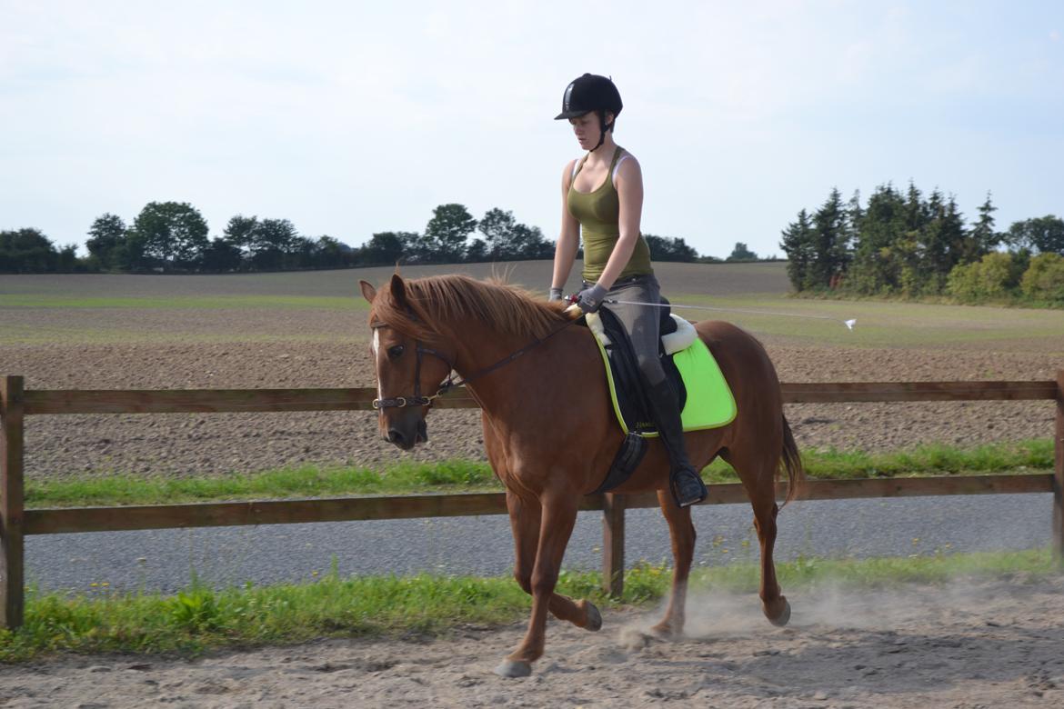 Anden særlig race Monique *Tyksakken*<3 - 19 august 2012 billede 2