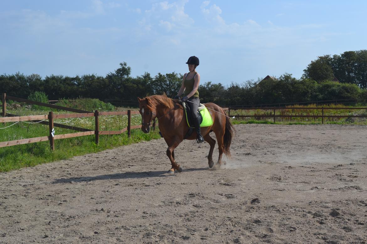 Anden særlig race Monique *Tyksakken*<3 - 19 august 2012 billede 16