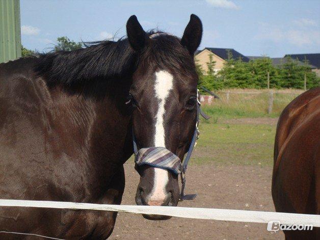Hollandsk Varmblod - Paganini - RIP - Flotte Nini'dreng <3 billede 16