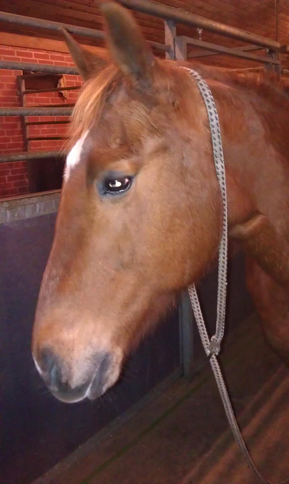 Amerikansk Paint Pony Topa Skunk billede 2