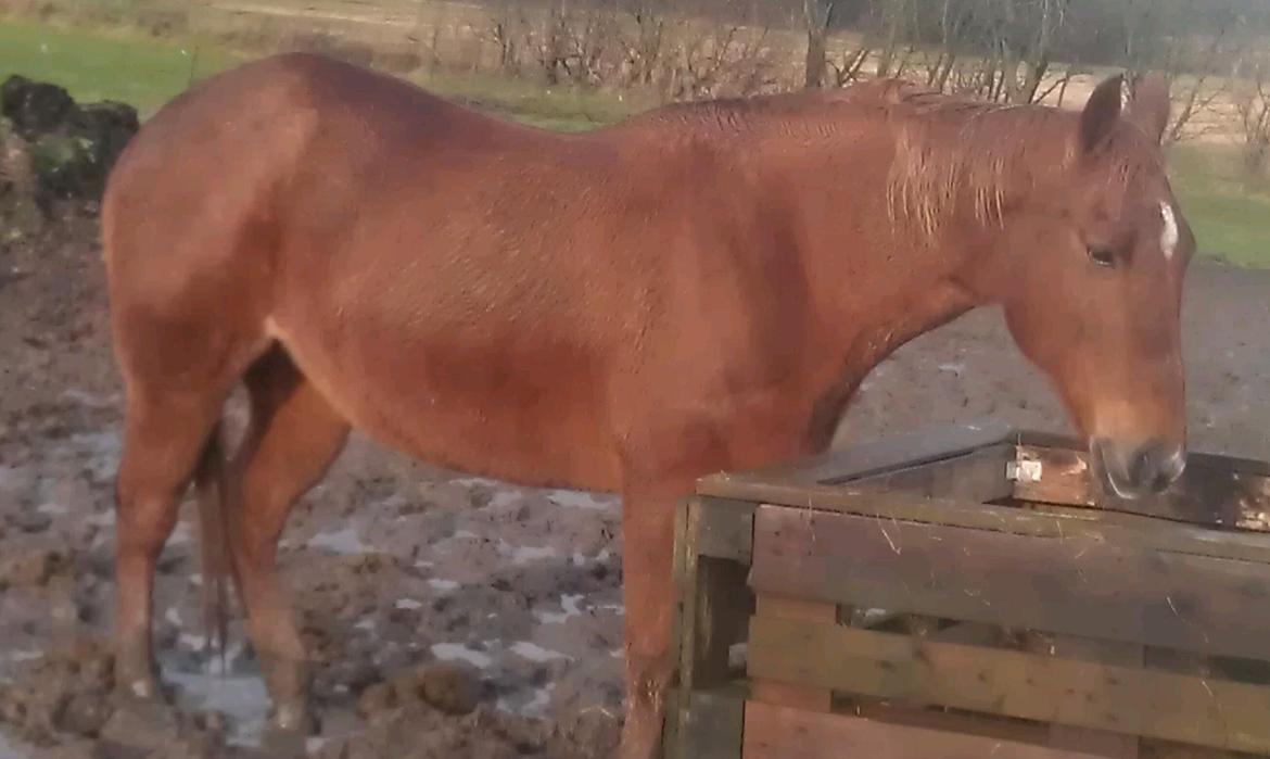 Amerikansk Paint Pony Topa Skunk billede 3