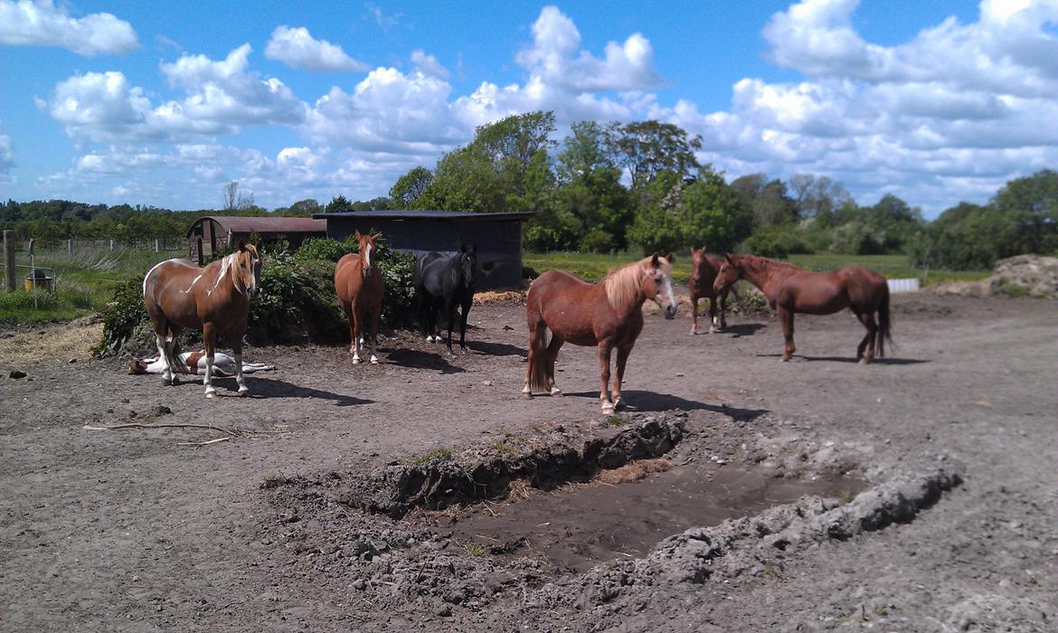 Amerikansk Paint Pony Topa Skunk billede 4