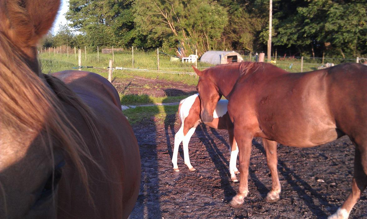 Amerikansk Paint Pony Topa Skunk billede 5
