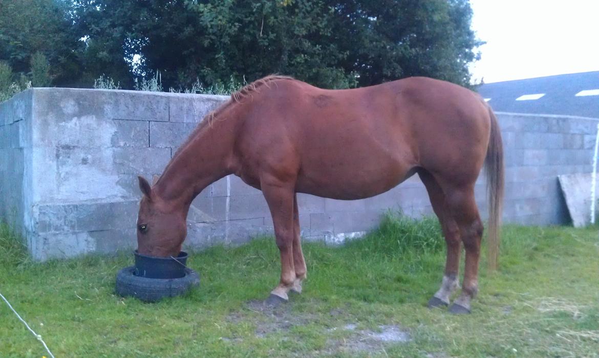 Amerikansk Paint Pony Topa Skunk billede 1