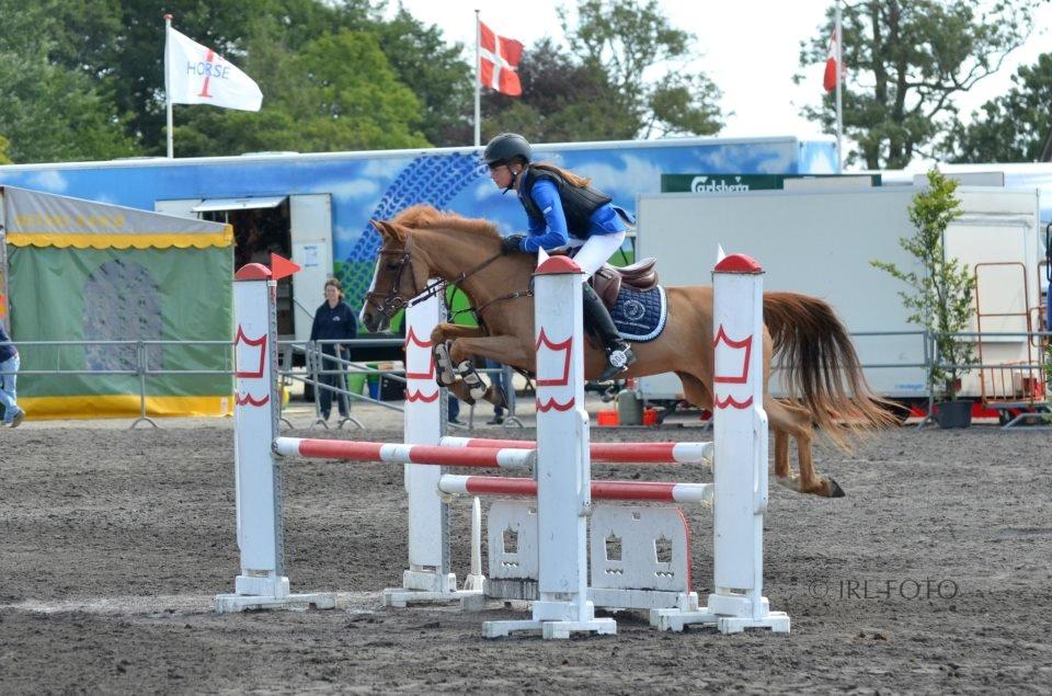 Hollandsk Sportspony Orchid´s Mirabile<3 A-pony billede 13