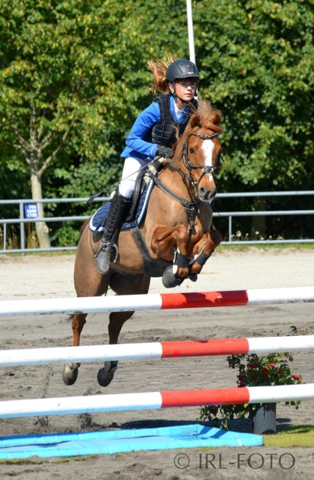 Anden særlig race Bakkegaardens Bailey<3 A-pony - DM 2012 billede 4