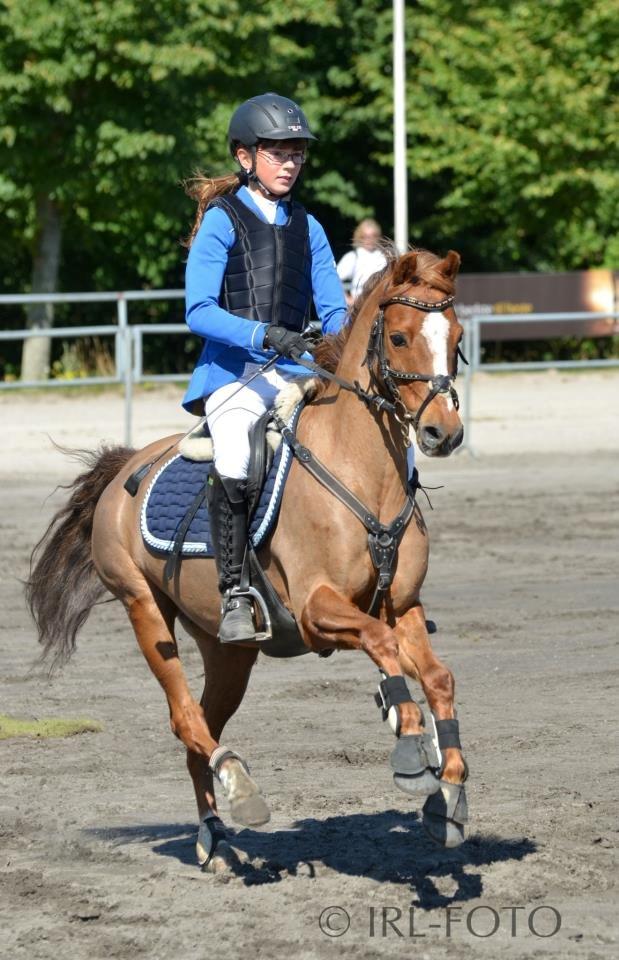 Anden særlig race Bakkegaardens Bailey<3 A-pony - DM 2012 billede 12