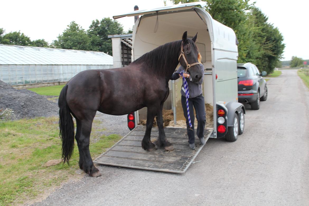 Frieser Wietske fan't Slyp - Wietske ankom fredag d. 17 august kl. ca. 20.00. Wietske på vej ud af traileren efter 1 times køretur. Rolig og fattet. billede 3