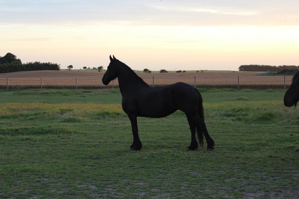 Frieser Wietske fan't Slyp - Smuk pige i skumringen.
Hun er kåret Ster. billede 2