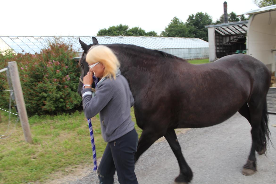 Frieser Wietske fan't Slyp - På vej ind i folden. billede 4