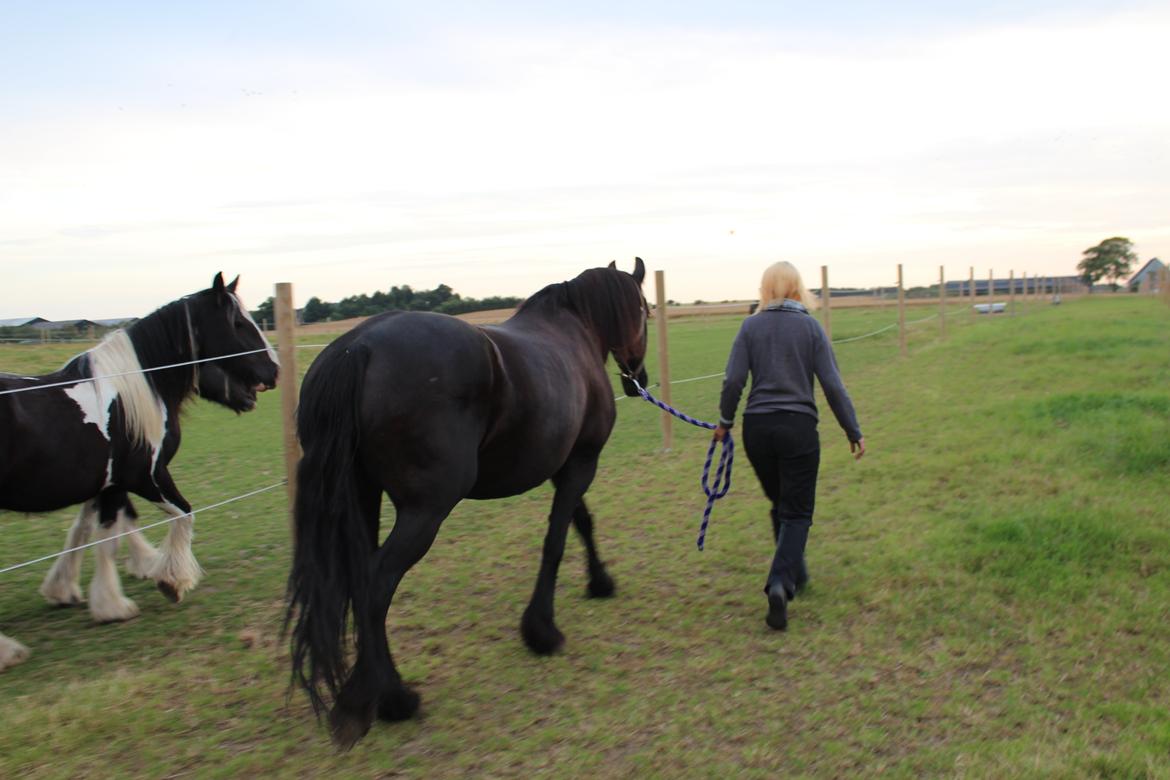 Frieser Wietske fan't Slyp - Hilser lige så forsigtig på alle de små brogede tøser ved siden af. billede 5