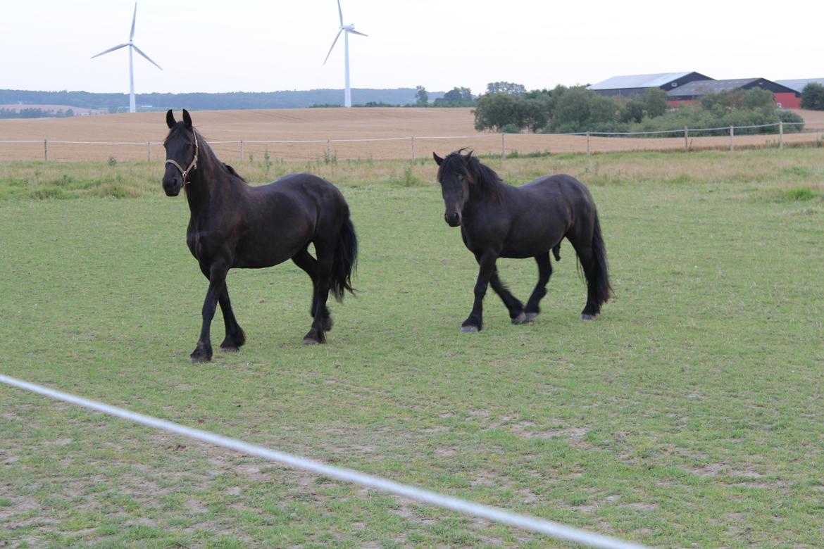 Frieser Wietske fan't Slyp - Wietske og Arthur. Vi troede hun ville løbe rundt og se det hele an, men nej, hun skridtede rundt i frisk mood med Arthur i halen. Han syntes hun var så lækker. billede 6