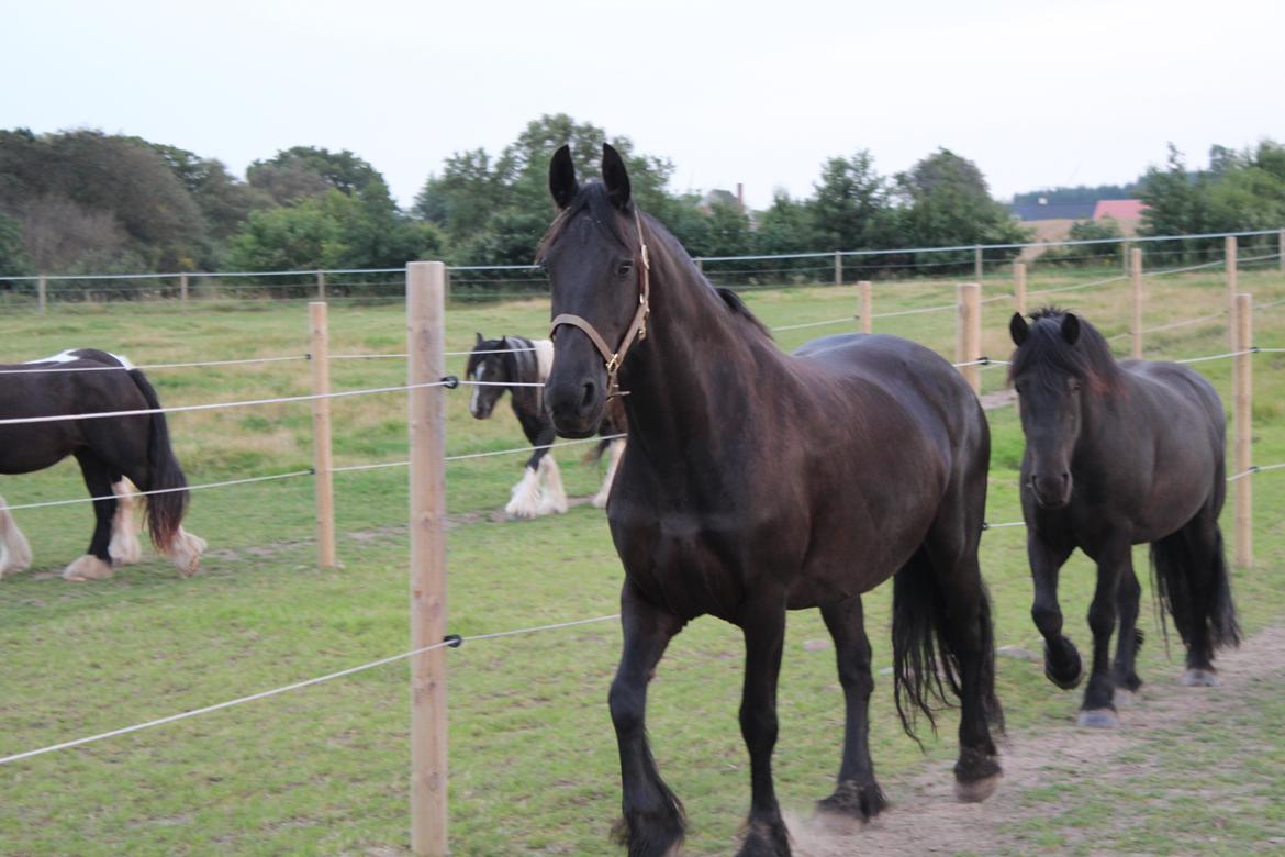 Frieser Wietske fan't Slyp - Videre rundt i folden og de små brogede fulgte med på deres side af hegnet. billede 8