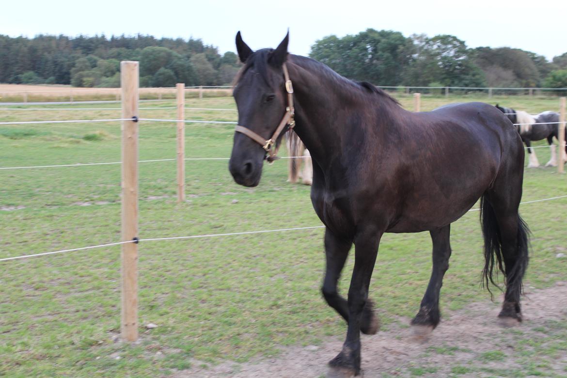 Frieser Wietske fan't Slyp - Utrolig afslappet. billede 9