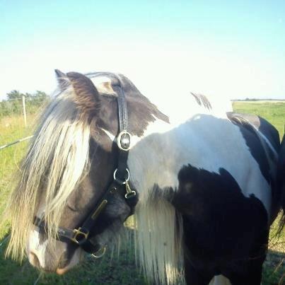 Irish Cob Siofra billede 4