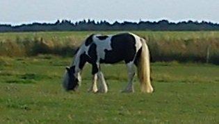 Irish Cob Siofra billede 2