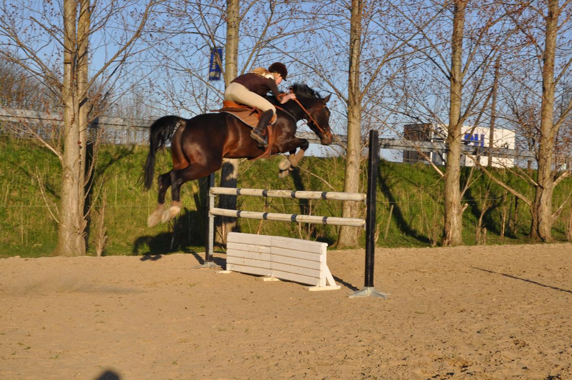 Zangersheide Conette Z *Nettie* billede 18