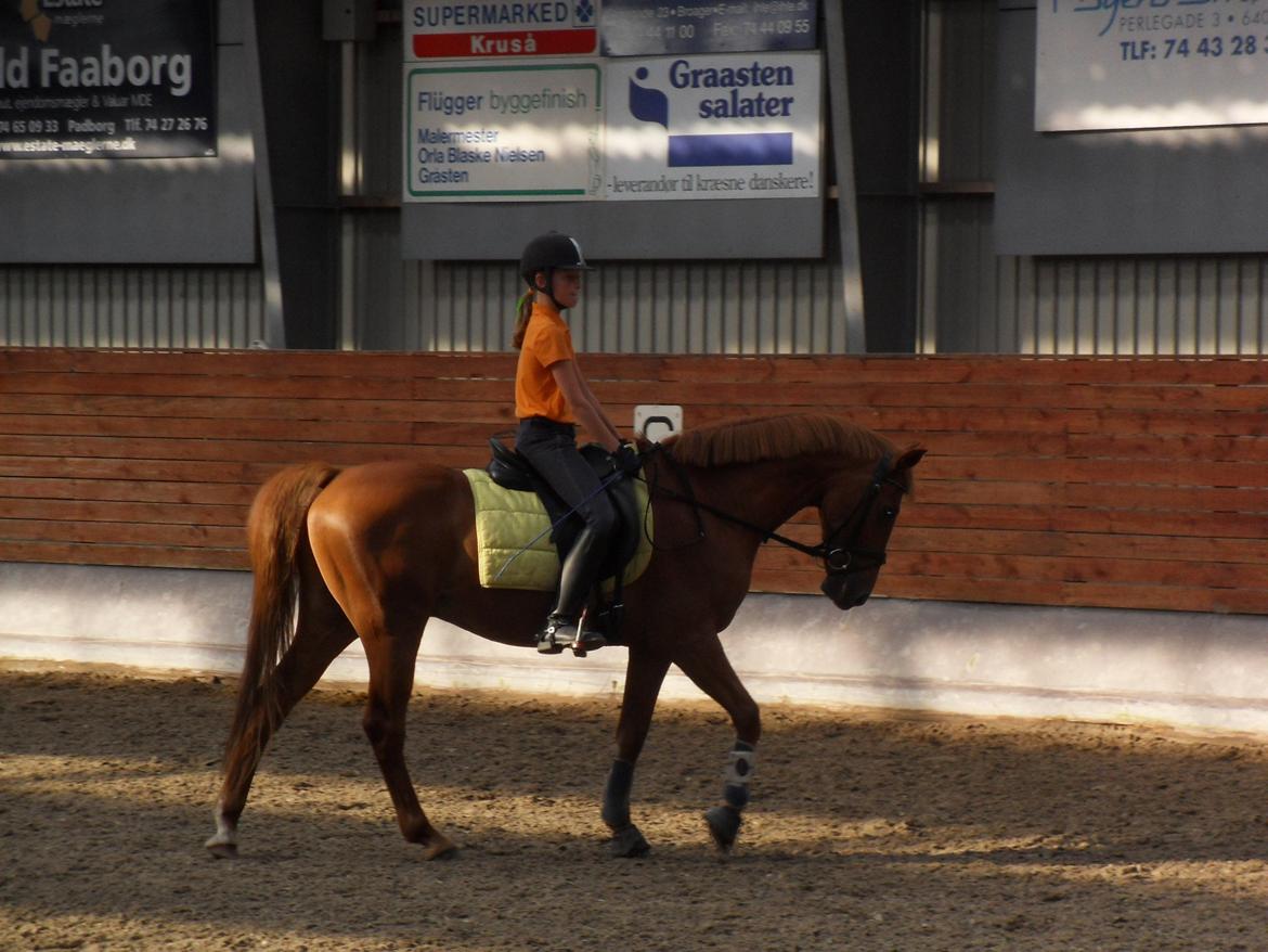 Hollandsk Sportspony Killroy R.I.P billede 12