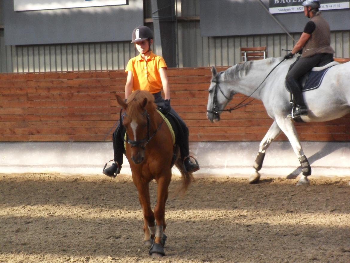 Hollandsk Sportspony Killroy R.I.P billede 8