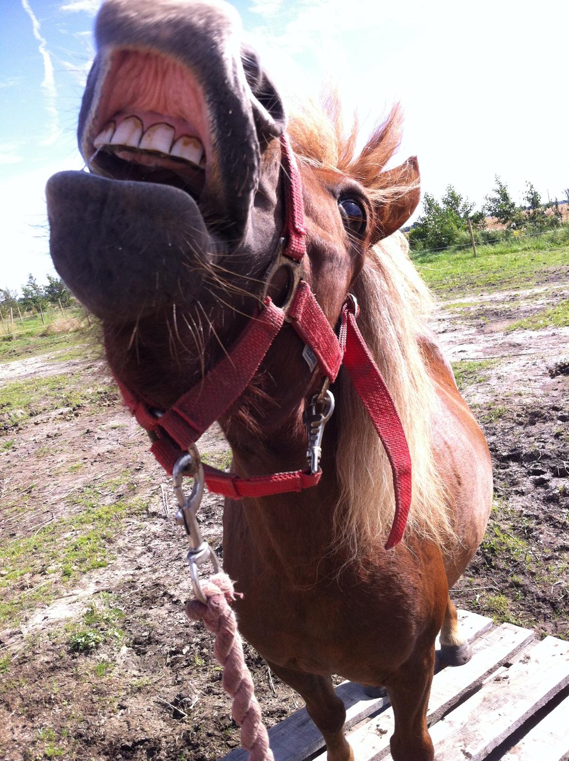 Shetlænder Isabella<3 billede 13